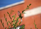 Roze bergvink (asian rosy finch) Leucosticte arctoa  - Ulaanbaatar 06-08-2016 (2)